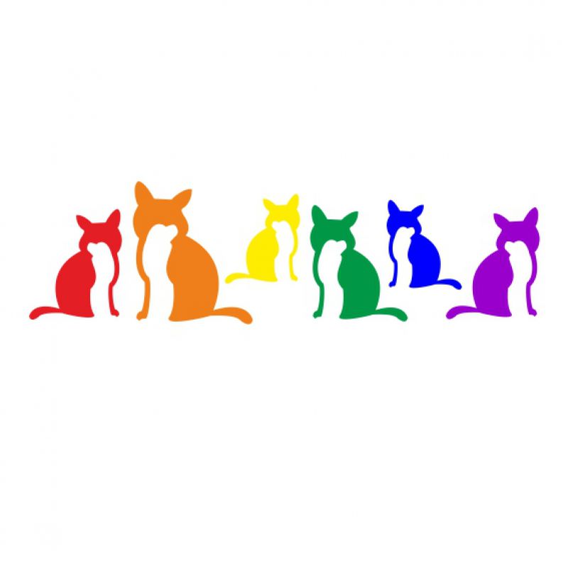 Katzen Regenbogen